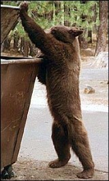 bear getting junk food out of a dumpster