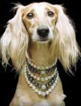 pampered dog wearing dog jewelery